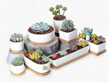 Load image into Gallery viewer, Bahari - Porcelain Round Desktop Succulent Planter