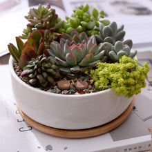 Load image into Gallery viewer, Bahari - Porcelain Round Desktop Succulent Planter