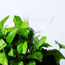 Load image into Gallery viewer, Birdly - Automatic Water Drip Bird Planters (Set of Two)
